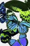Botanische vlinder vector illustratie Botanische vlinder vector illustratie