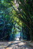 Botanischer Garten in Pyin Oo Lwin, Myanmar stockbilder Botanischer Garten in Pyin Oo Lwin, Myanmar stockbilder