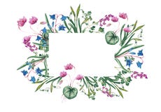 Botanisk illustration för vattenfärg av hälsningkortet vektor illustrationer Botanisk illustration för vattenfärg av hälsningkortet vektor illustrationer
