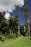 botaniska caracas trädgårdar Royaltyfri Foto botaniska caracas trädgårdar Royaltyfri Foto