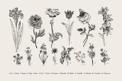 Botany. Set. Vintage flowers.