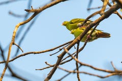 Both Male And Female Thick-billed Green Pigeon Perching On Bo Tree Stock Photos Both Male And Female Thick-billed Green Pigeon Perching On Bo Tree Stock Photos