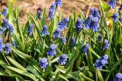 Botryoides del Muscari del jacinto de uva com?n en la plena floraci?n imágenes de archivo libres de regalías Botryoides del Muscari del jacinto de uva com?n en la plena floraci?n imágenes de archivo libres de regalías