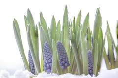 Botryoides do armeniacum do Muscari ou jacinto de uva na neve imagem de stock royalty free Botryoides do armeniacum do Muscari ou jacinto de uva na neve imagem de stock royalty free