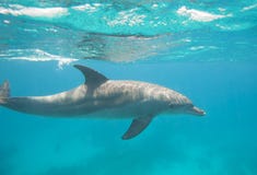 Bottlenose Dolphin Swimming In A Lagoon Stock Images