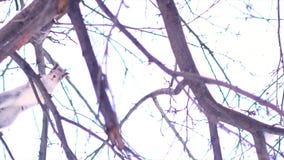 Bottom view of gray squirrel jumping from branch to branch of a tree in a sunny winter day. Close up for cute squirrel royalty free stock photos Bottom view of gray squirrel jumping from branch to branch of a tree in a sunny winter day. Close up for cute squirrel royalty free stock photos