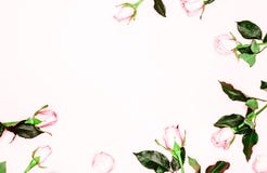 Botões cor-de-rosa das rosas no fundo branco Configuração lisa, vista superior Fundo do `s do Valentim imagens de stock Botões cor-de-rosa das rosas no fundo branco Configuração lisa, vista superior Fundo do `s do Valentim imagens de stock