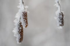 Boucles d'oreille de bouleau sous la neige, gel, nature, usine, saison photographie stock libre de droits Boucles d'oreille de bouleau sous la neige, gel, nature, usine, saison photographie stock libre de droits