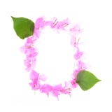 Bougainvillea flowers alphabet isolated on white background royalty free stock photography Bougainvillea flowers alphabet isolated on white background royalty free stock photography