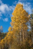 Bouleau avec des feuilles de jaune dans la forêt images libres de droits Bouleau avec des feuilles de jaune dans la forêt images libres de droits