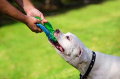 Bouledogue américain blanc jouant le jouet du conflit W image stock Bouledogue américain blanc jouant le jouet du conflit W image stock