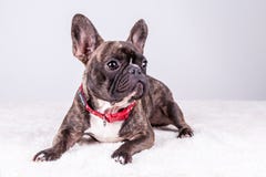 Bouledogue français de Brown en position menteuse semblant droite photo stock Bouledogue français de Brown en position menteuse semblant droite photo stock