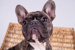 Bouledogue français de Brown se reposant dans une boîte brune photos stock Bouledogue français de Brown se reposant dans une boîte brune photos stock