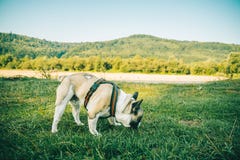 Bouledogue français jouant sur l'herbe verte images libres de droits Bouledogue français jouant sur l'herbe verte images libres de droits