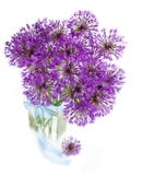 Bouqet of Allium / isolated on white stock image Bouqet of Allium / isolated on white stock image