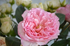 Beautiful pink flower stock photography Beautiful pink flower stock photography
