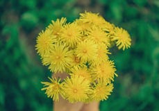 Bouquet des pissenlits jaunes image stock Bouquet des pissenlits jaunes image stock
