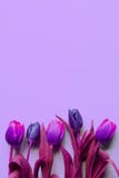 Bouquet of five colorful violet, purple and pink tulips on light purple background
