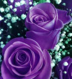 Bouquet of fresh ultra violet roses with small white flowers Stock Photos Bouquet of fresh ultra violet roses with small white flowers Stock Photos