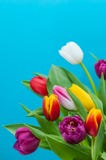 Bouquet of nine tulips of different colors on a blue background stock images Bouquet of nine tulips of different colors on a blue background stock images
