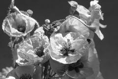 Bouquet Of Poppies. Red Flowers Sign Of Remembrance Day. Black And White Background Photograph Stock Photo