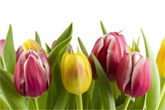 Bouquet Of Tulips Stock Photos