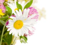 Bouquet Of Wild Flowers Isolated Over White Royalty Free Stock Photos