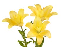 Bouquet Of Yellow Lilies Royalty Free Stock Photo