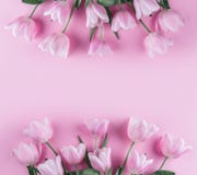 Bouquet of pink tulips flowers on pink background. Waiting for spring. Card for Mothers day, 8 March, Happy Easter. Greeting card