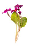 Bouquet of purple primroses isolated on white background Stock Images Bouquet of purple primroses isolated on white background Stock Images