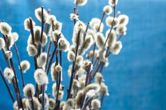 Bouquet of willow twigs branches on light blue background, sunlight, spring, easter concept, copyspace stock photo Bouquet of willow twigs branches on light blue background, sunlight, spring, easter concept, copyspace stock photo