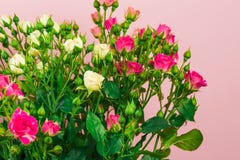 Bouquet of small colored roses on a rose background - Image royalty free stock photography Bouquet of small colored roses on a rose background - Image royalty free stock photography