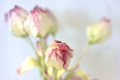 A bouquet of spring pink tulips. Artificial flowers made of silk stock photos A bouquet of spring pink tulips. Artificial flowers made of silk stock photos