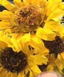 Bouquet of three sunflowers stock illustration Bouquet of three sunflowers stock illustration