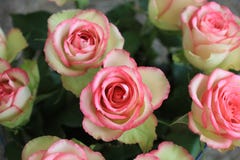 A Bouquet of wonderful pink Roses Royalty Free Stock Images A Bouquet of wonderful pink Roses Royalty Free Stock Images