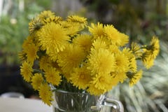 Bouquet of yellow dandelions royalty free stock photos Bouquet of yellow dandelions royalty free stock photos