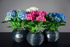 Bouquets des hortensias photos libres de droits Bouquets des hortensias photos libres de droits
