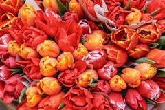 Bouquets of red, yellow tulips gifts for women stock image Bouquets of red, yellow tulips gifts for women stock image