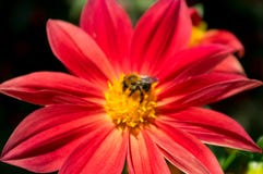 Bourdon pollinisant, rassemblant le miel sur une fleur rouge photographie stock Bourdon pollinisant, rassemblant le miel sur une fleur rouge photographie stock