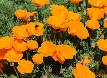Bourdon sur des pavots de Californie photographie stock Bourdon sur des pavots de Californie photographie stock