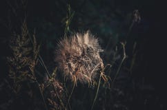 Bourgeon à moitié vide de pissenlit Parapluies en gros plan à la lumière du soleil sur le fond des herbes de forêt Taraxacum photos stock Bourgeon à moitié vide de pissenlit Parapluies en gros plan à la lumière du soleil sur le fond des herbes de forêt Taraxacum photos stock
