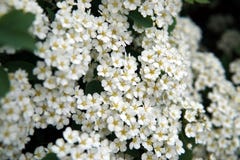 Bourgeons de Spirea fleurissant en parc ou jardin d'été images stock Bourgeons de Spirea fleurissant en parc ou jardin d'été images stock