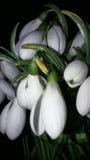 Bourgeons des perce-neige d?but mars images libres de droits Bourgeons des perce-neige d?but mars images libres de droits