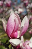 Bourgeons et fleurs de magnolia en fleur Détail d'un arbre fleurissant de magnolia contre un ciel bleu clair Grande, rose-clair f Photographie stock Bourgeons et fleurs de magnolia en fleur Détail d'un arbre fleurissant de magnolia contre un ciel bleu clair Grande, rose-clair f Photographie stock