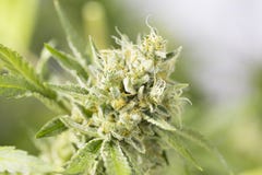 Bourgeons fleurissants de marijuana (cannabis), usine de chanvre Récolte d'intérieur très grande de mauvaise herbe image libre de droits Bourgeons fleurissants de marijuana (cannabis), usine de chanvre Récolte d'intérieur très grande de mauvaise herbe image libre de droits