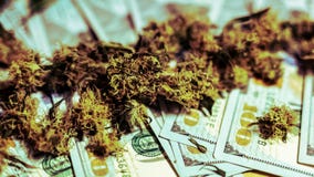 Bourgeons médicaux de marijuana se trouvant sur l'argent, plan rapproché Cannabis croissant d'intérieur organique photographie stock Bourgeons médicaux de marijuana se trouvant sur l'argent, plan rapproché Cannabis croissant d'intérieur organique photographie stock