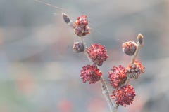 Bourgeons rouges sur un beau fond image stock Bourgeons rouges sur un beau fond image stock