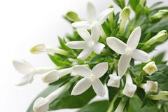 Bouvardia white flower stock photo Bouvardia white flower stock photo