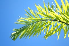 Bovenkant van mooie kleine palm royalty-vrije stock foto Bovenkant van mooie kleine palm royalty-vrije stock foto