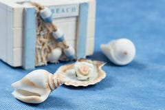Box with seashells on a blue background royalty free stock photography Box with seashells on a blue background royalty free stock photography